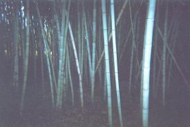 Henon Bamboo Poles at www.thebigbamboocompany.com. Click to enlarge